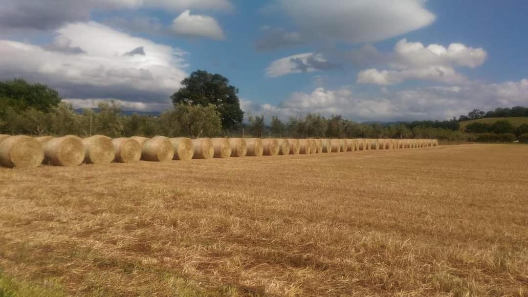 Agriturismo Oasi Del Pianettino Campagnatico Экстерьер фото